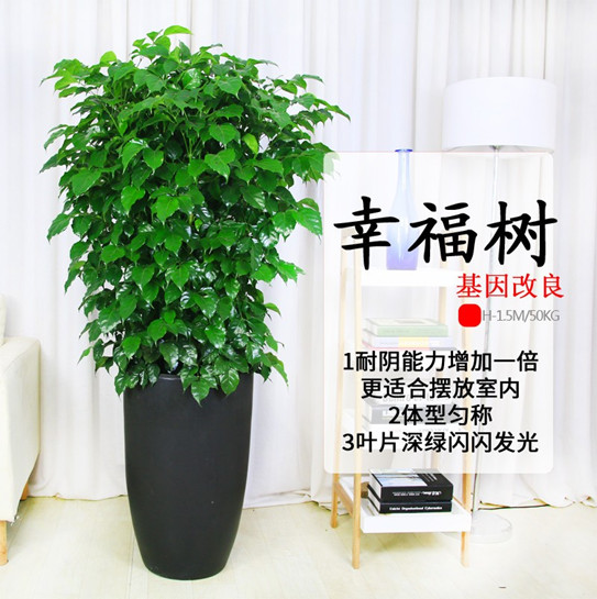 西安碧盛苗木花卉有限责任公司