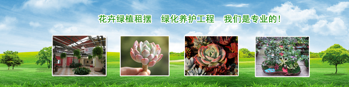 花卉品类
