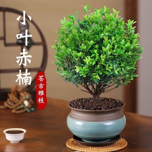 桌摆小盆栽|赤楠的养护技巧分享|西安绿植租赁
