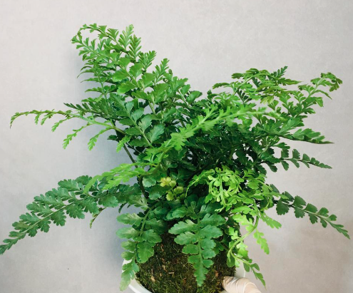 超级好看的网红小盆栽【吉姆蕨】|西安绿植租摆