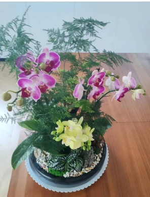 超美的绿植微景观|西安微景观订做
