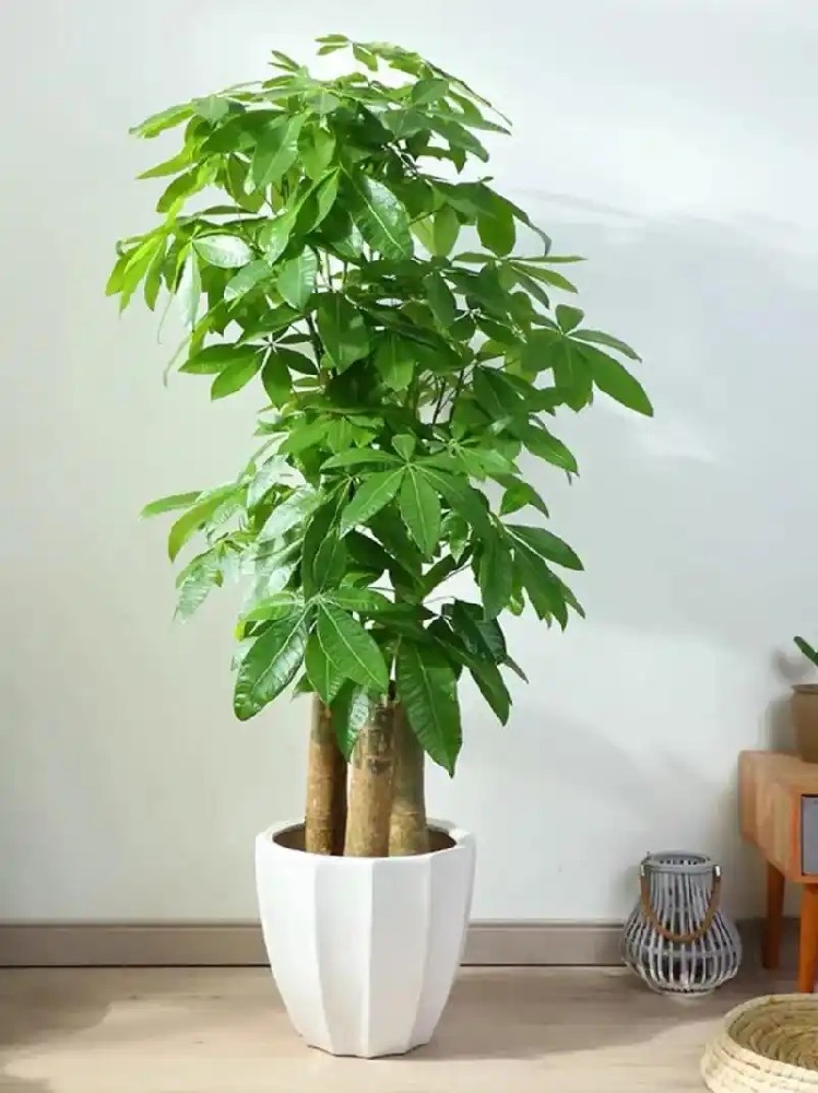 西安绿植租赁|发财树养护技巧
