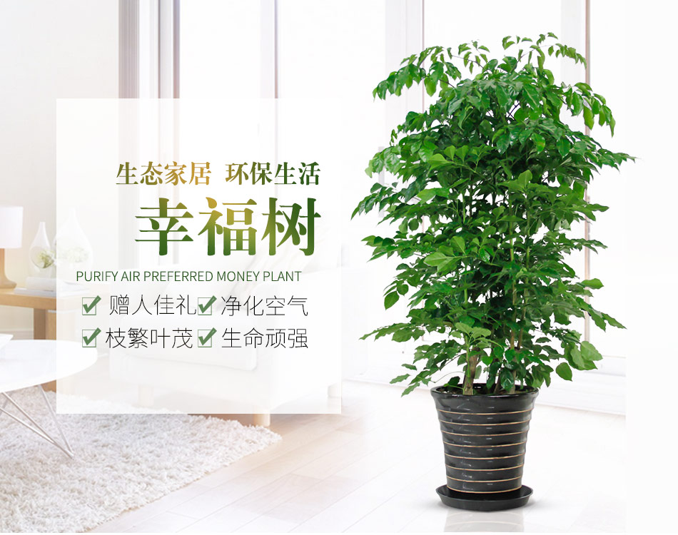 幸福树1.jpg