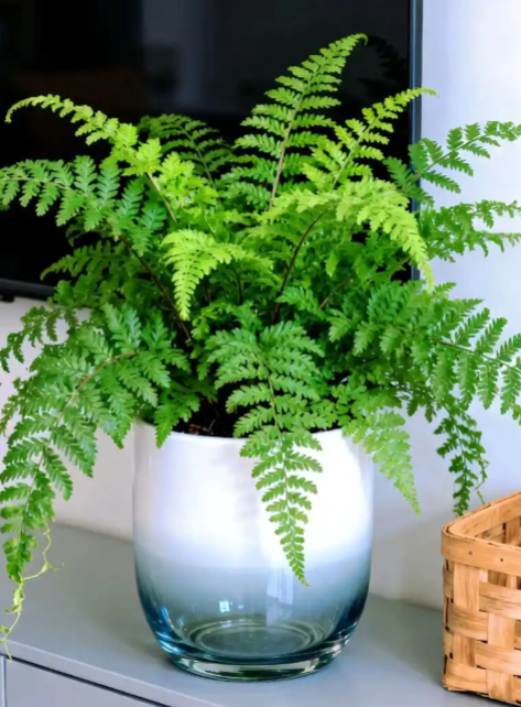 西安绿植租赁|常见的蕨类绿植有哪些比较好养？